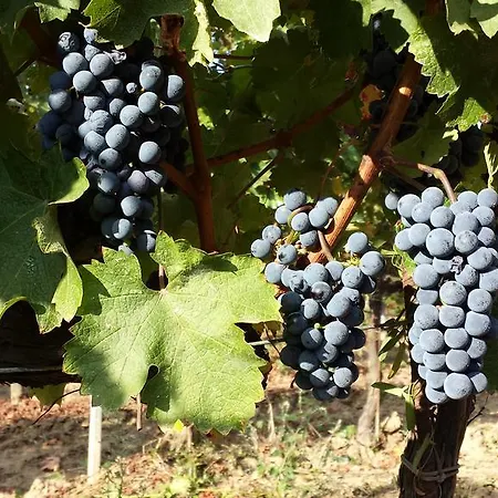 Agriturismo La Ranocchiaia